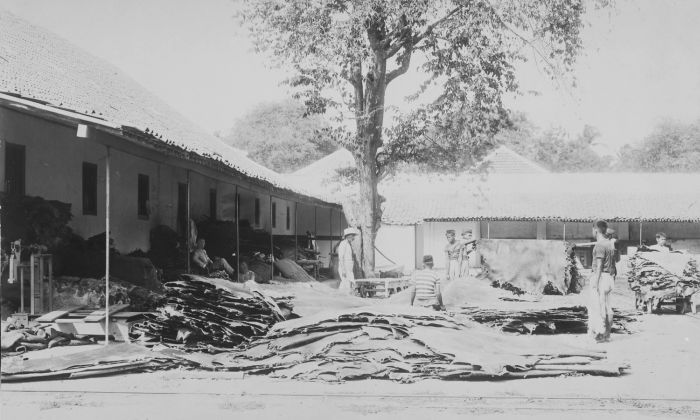 File:COLLECTIE TROPENMUSEUM Indonesische bedrijfsmedewerkers aan het werk op het terrein van een fabriek waar dierenhuiden worden bewerkt TMnr 60042814.jpg