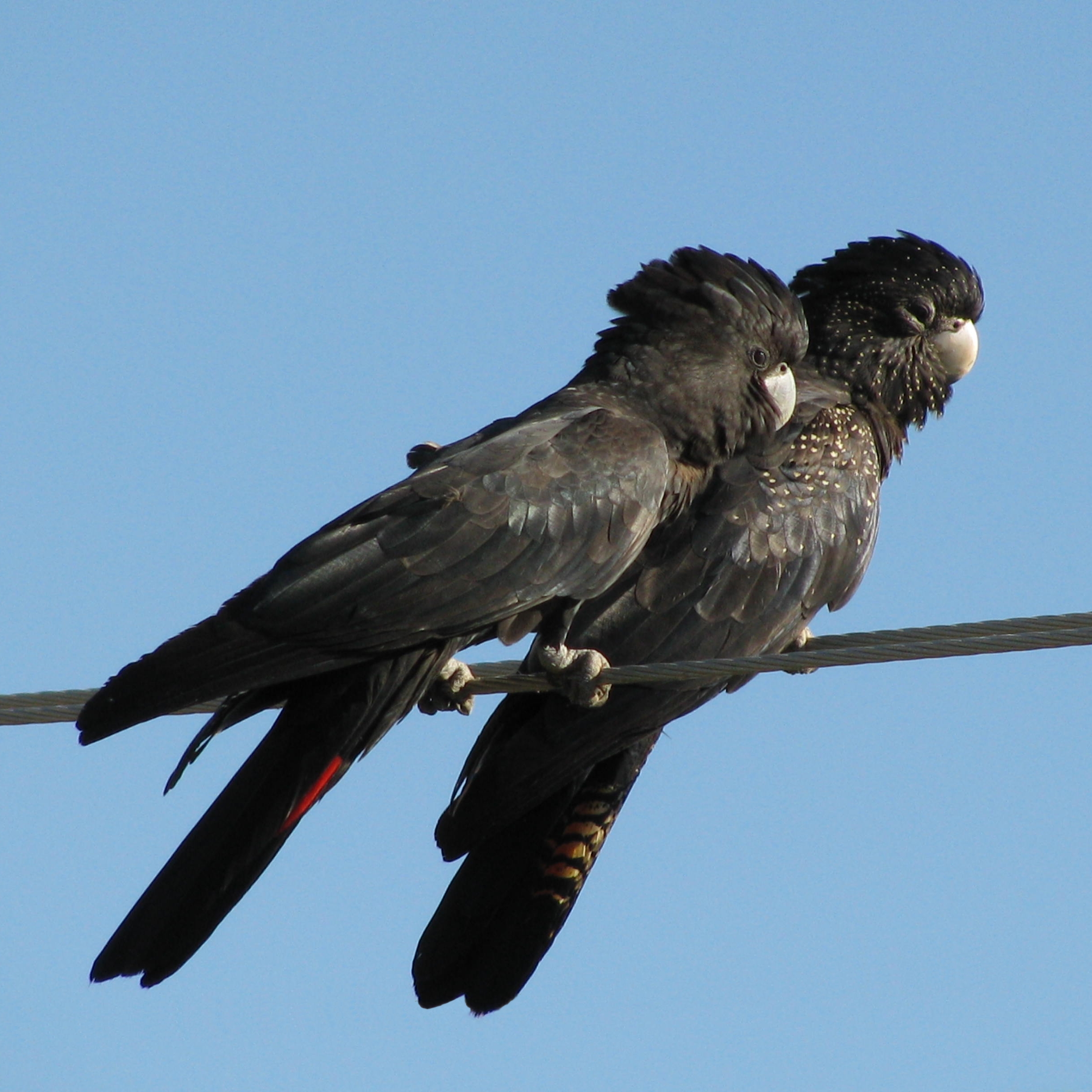 black cockatoo - Wikipedia