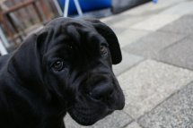 Cane corso pup.jpg