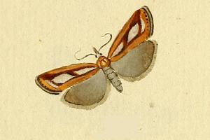 <i>Catoptria myella</i> Species of moth