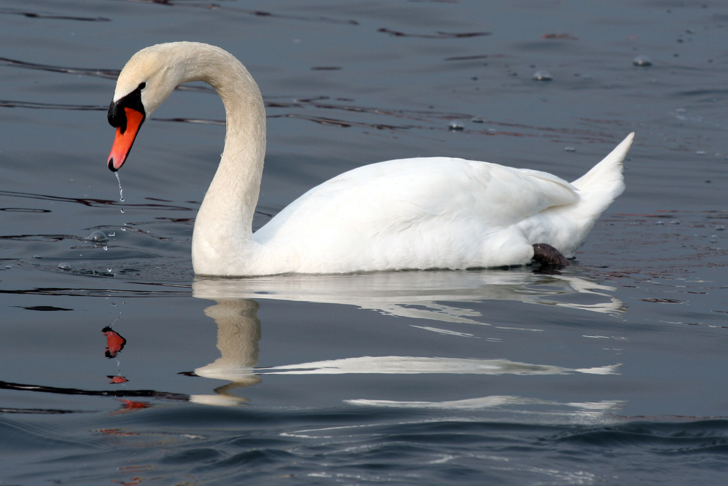 File:Cavalierelatino - Swan in the lake with reflection (by).jpg ...