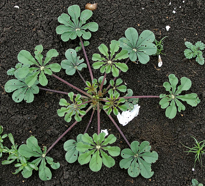 File:Cleome chelidonii in AP W IMG 0118.jpg