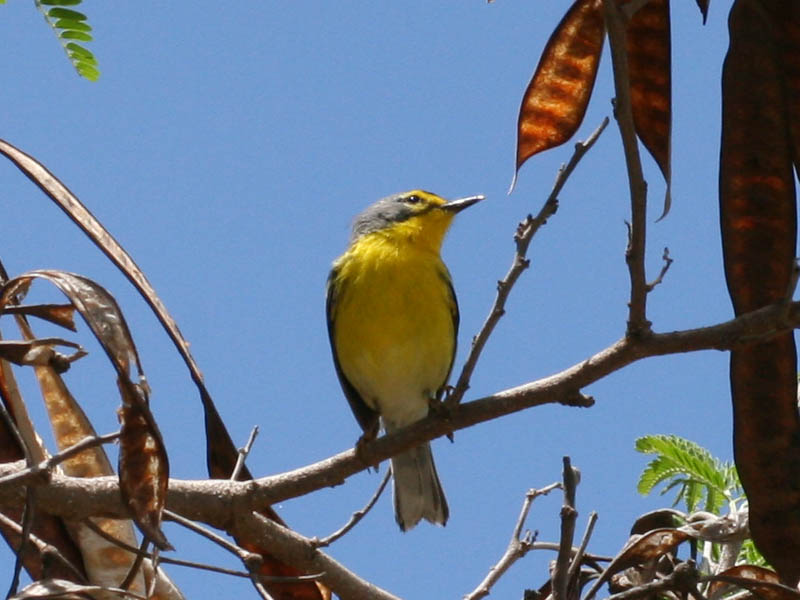 File:Dendroica adelaidae.jpg