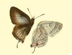 <i>Deudorix diocles</i> Species of butterfly