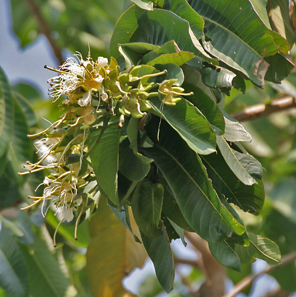 File:Duabanga sonneratioides syn Duabanga grandiflora flowers at Jayanti, Duars, West Bengal W Picture 217.jpg