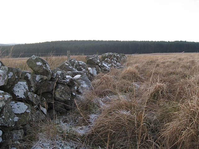 File:Dyke and forest - geograph.org.uk - 1098081.jpg