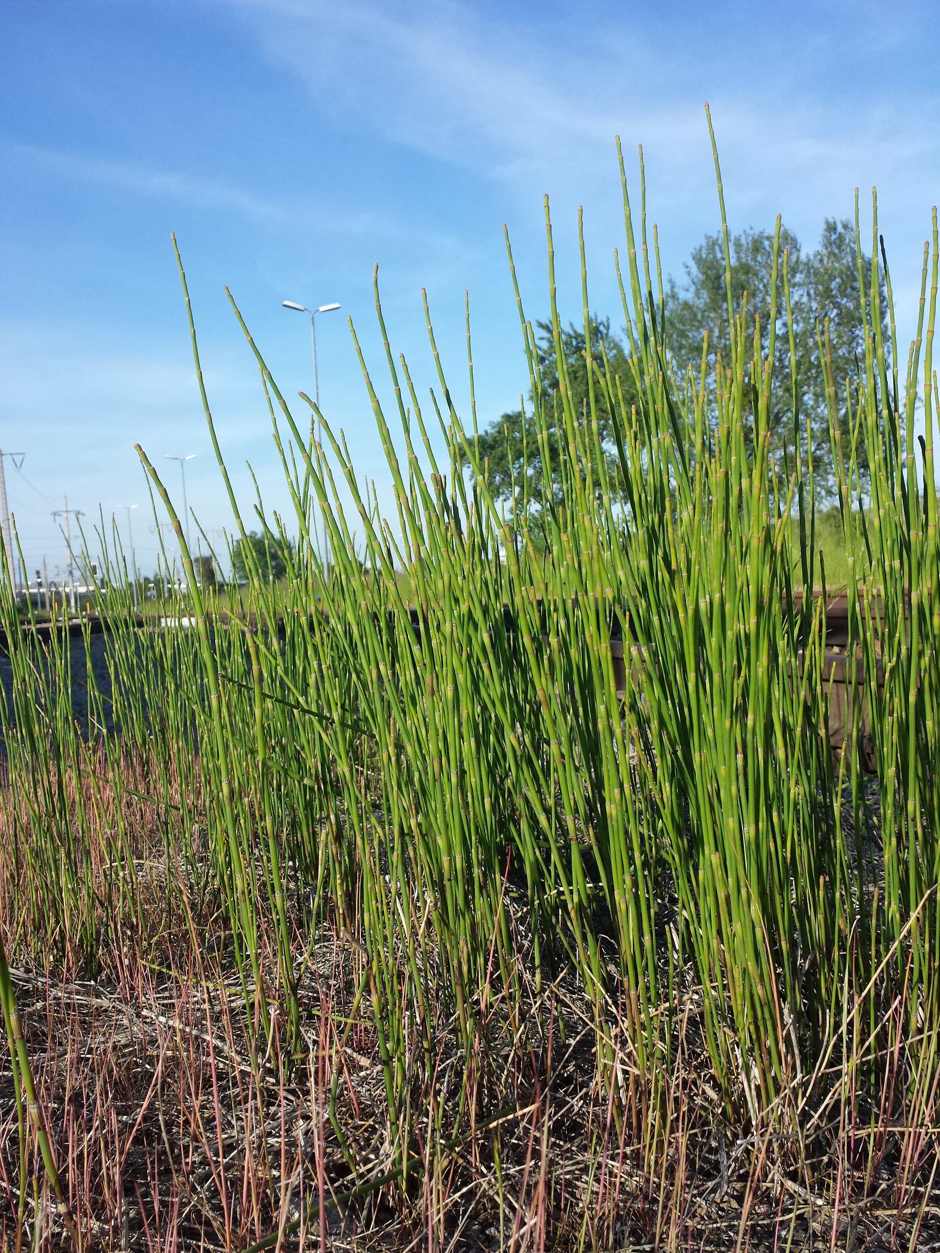 equisetum ramosissimum