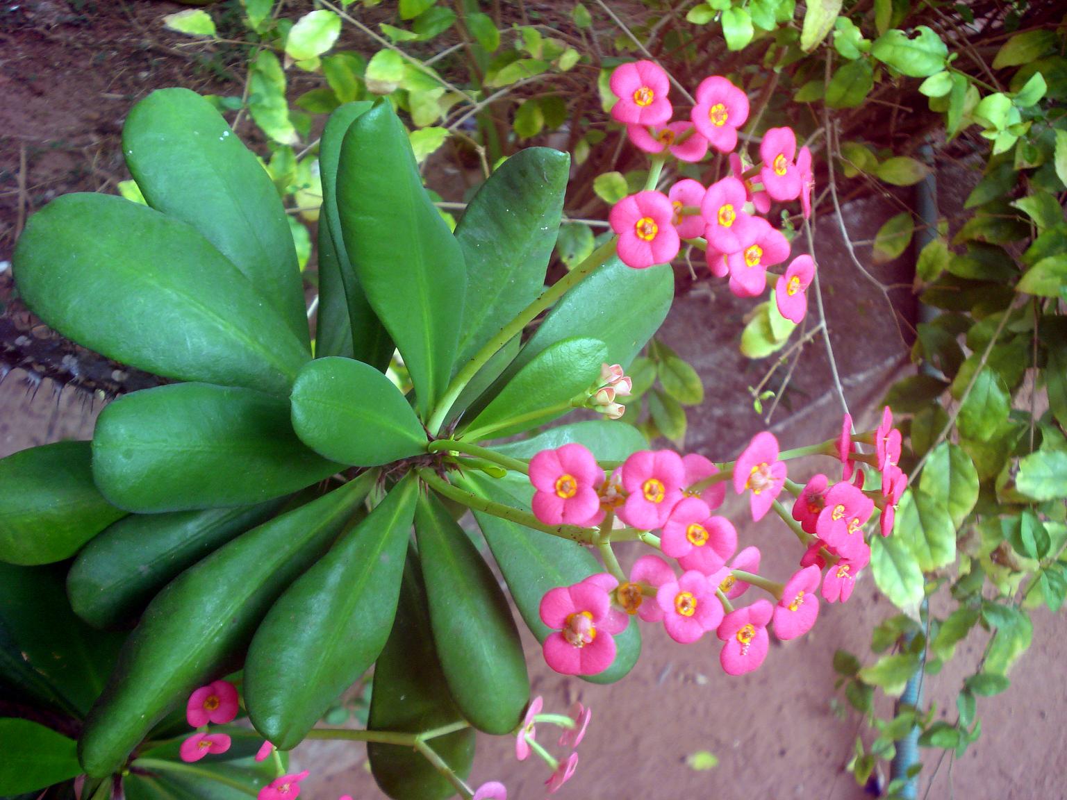 File Euphorbia  Flower show 12 JPG Wikimedia Commons