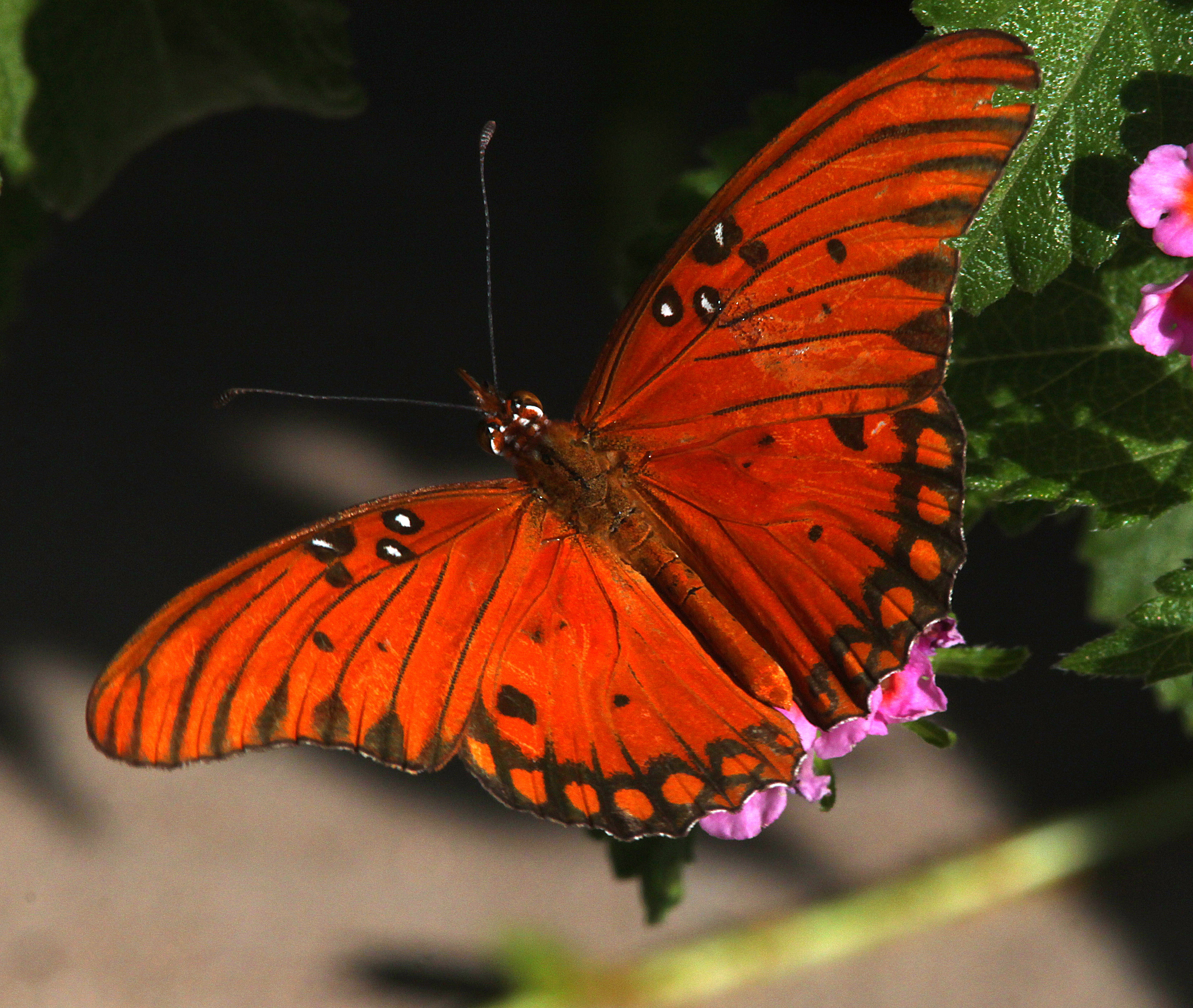 File Fritillary Gulf Agraulis Vanillae 7 30 11 Patagonia