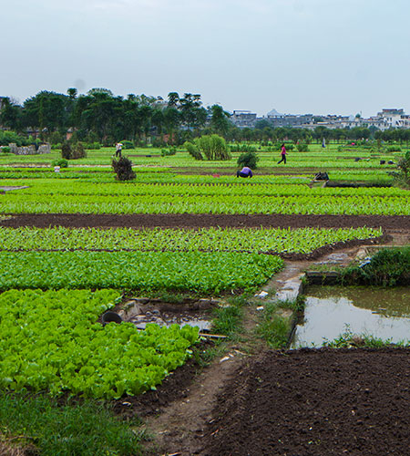 File:Farm picture.jpg