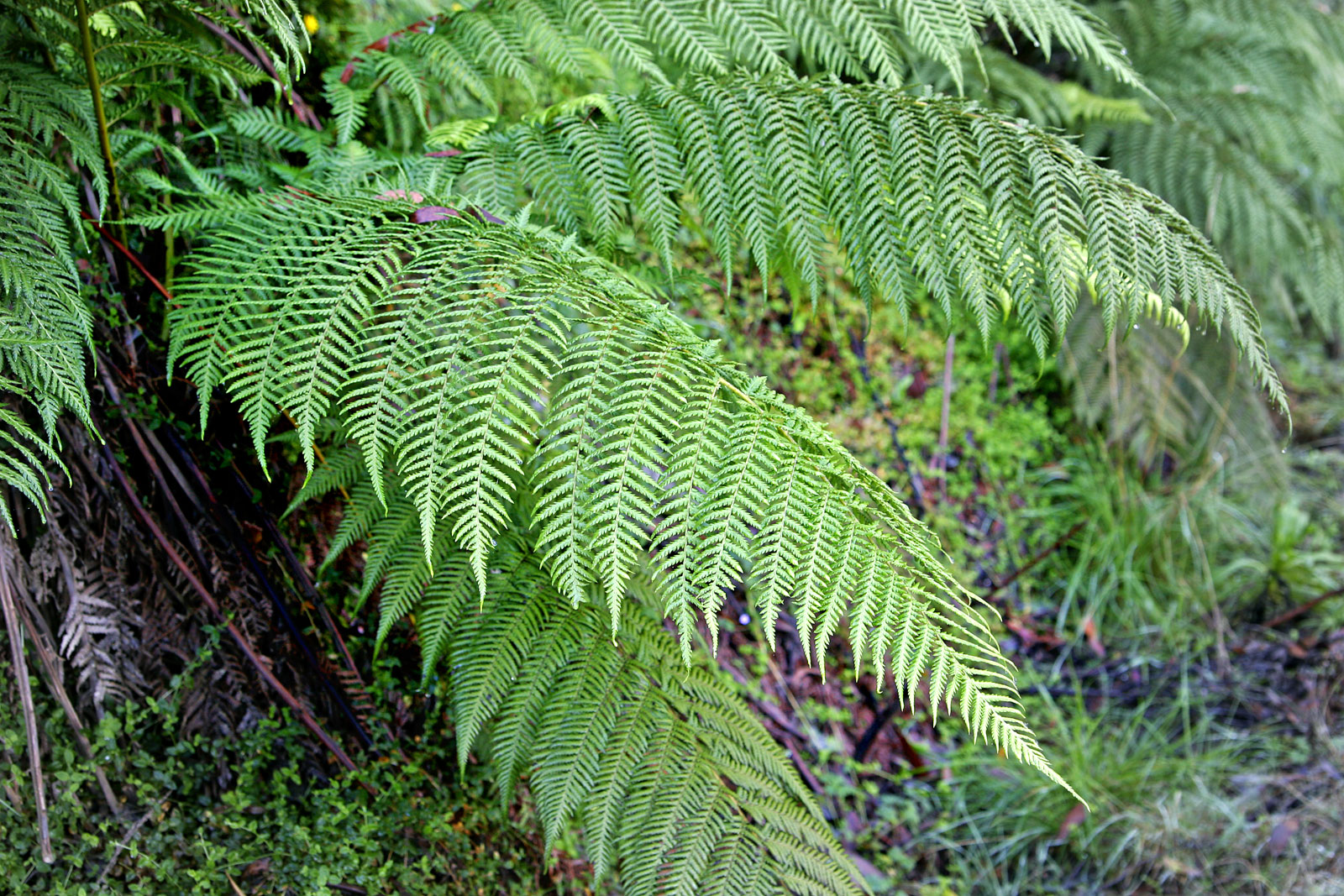 fern