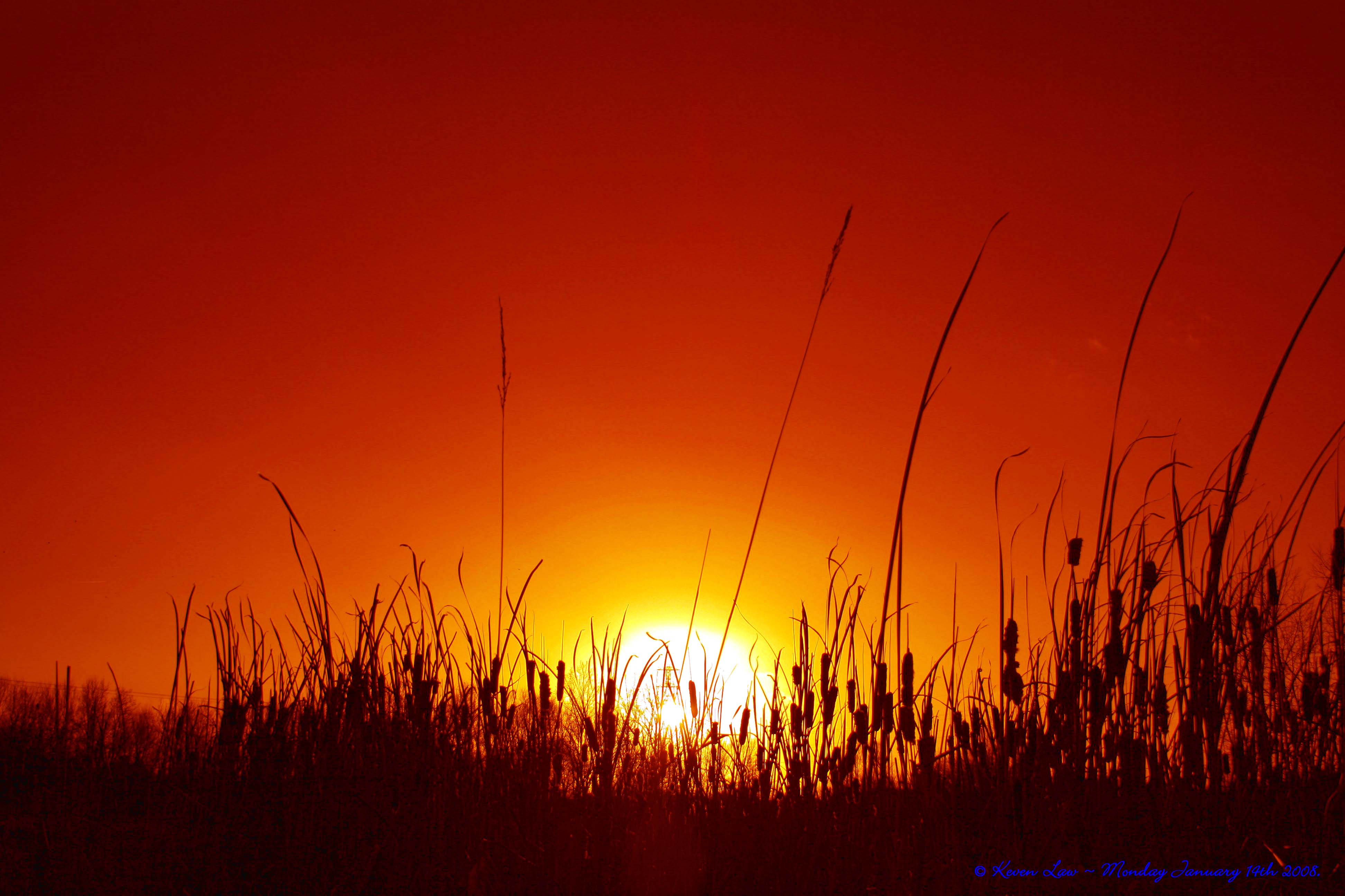 Bright, warm sunset in a field