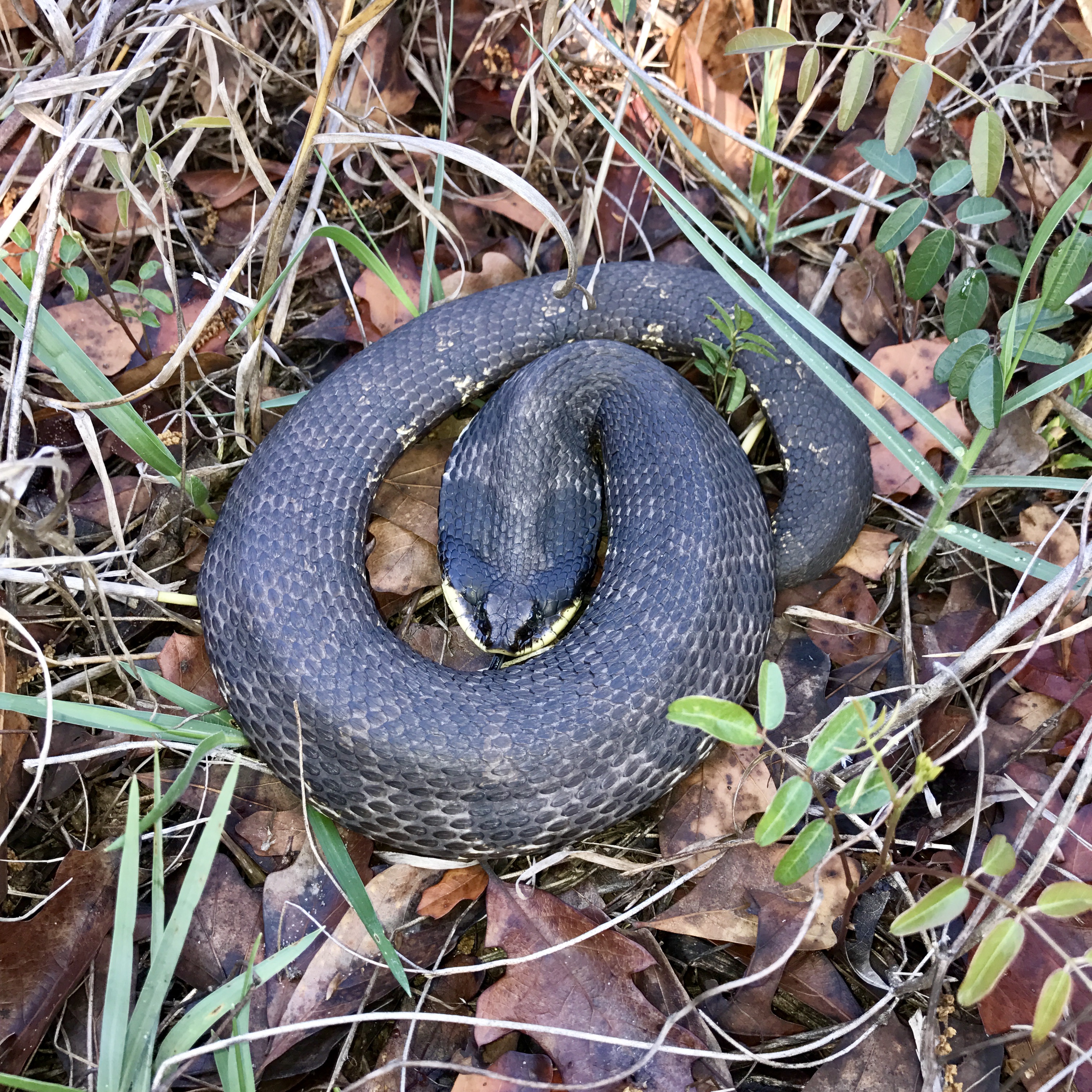 PineryPP on X: Have you heard about the Eastern Hognose Snake