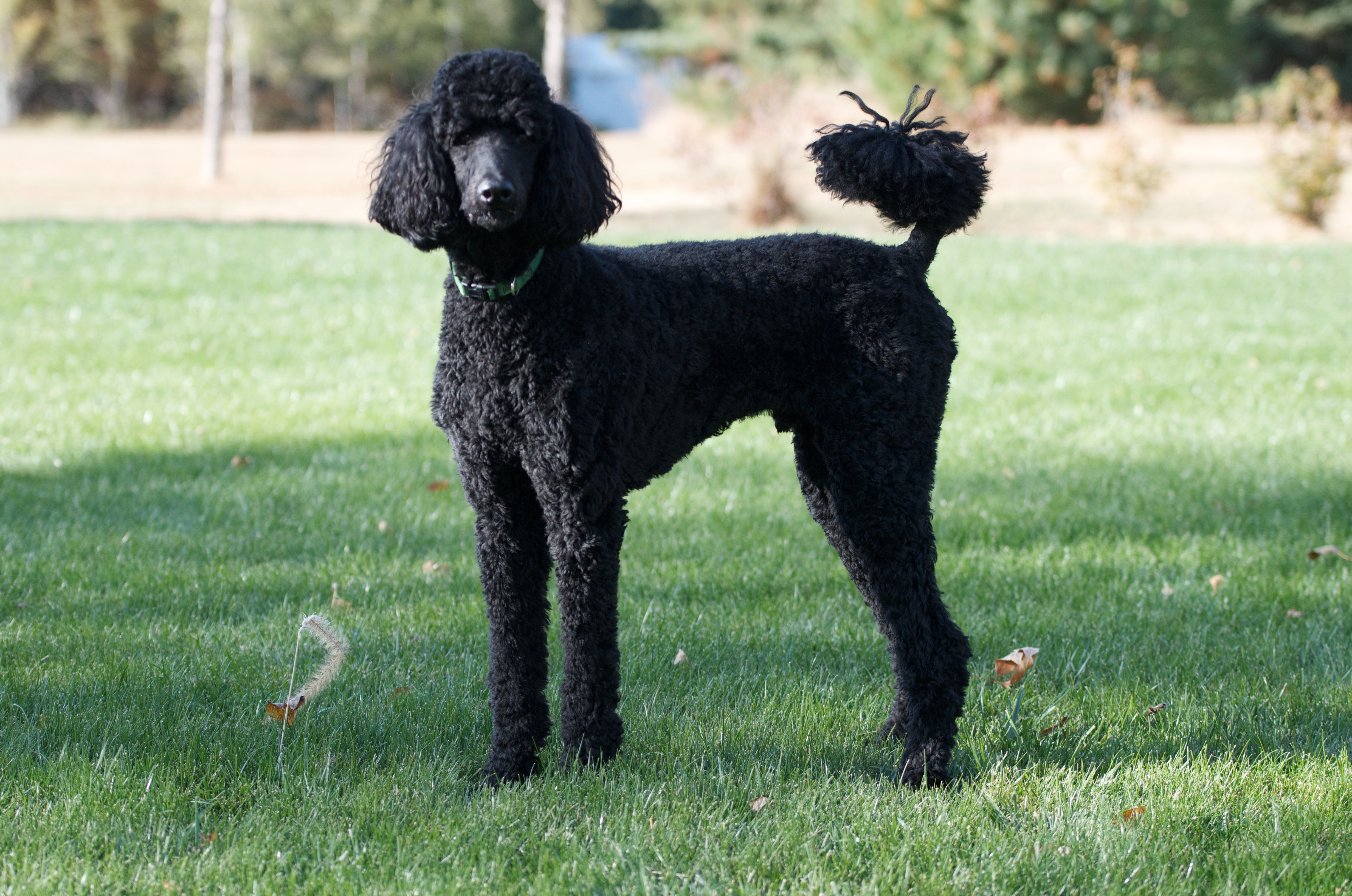 Poodles were sales bred for