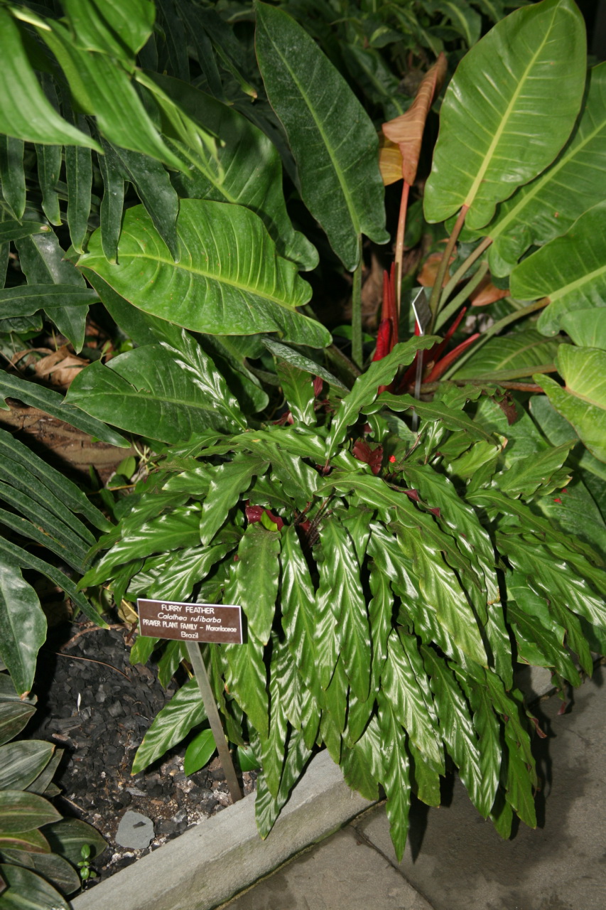  Calathea rufibarba  Wikipedia la enciclopedia libre