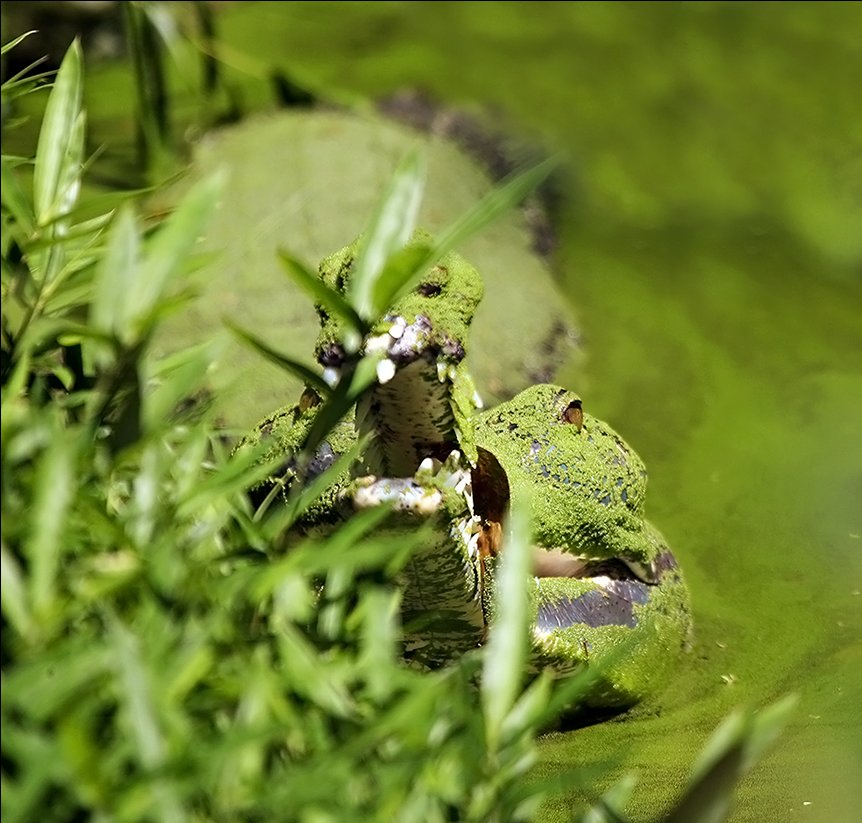 Crocodylia – Wikipédia, a enciclopédia livre