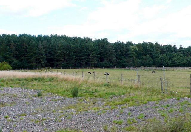 Goats at Brandon Woods - geograph.org.uk - 2066789