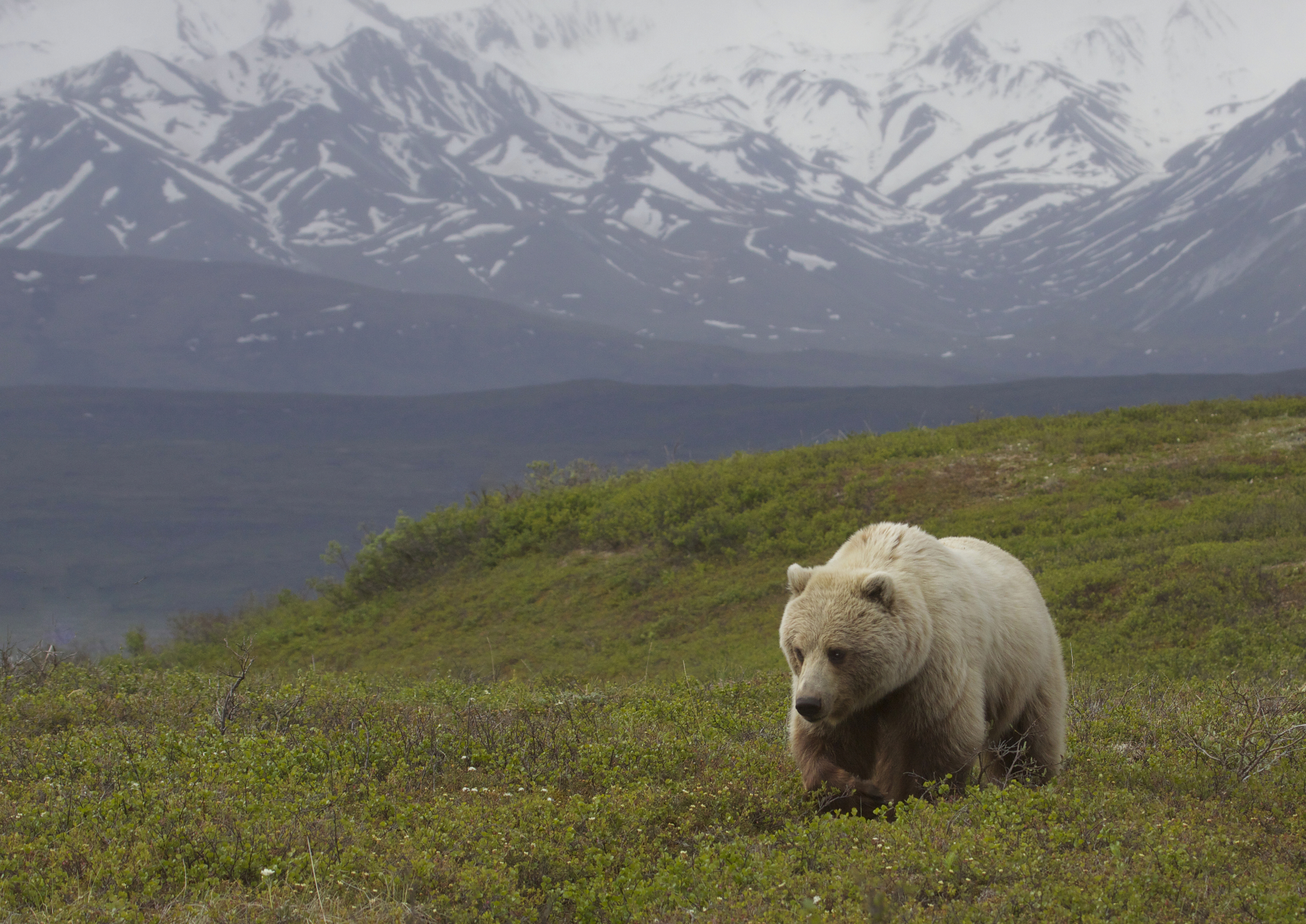 Countryside bears