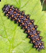 The caterpillar is black with yellow-orange spines and off-white spots Heath Fritillary caterpillar.jpg