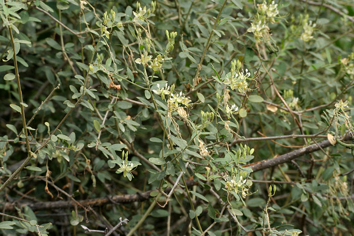 File:Indian Cadaba (Cadaba fruticosa) flowering shrub in Hyderabad, AP W IMG 7548.jpg