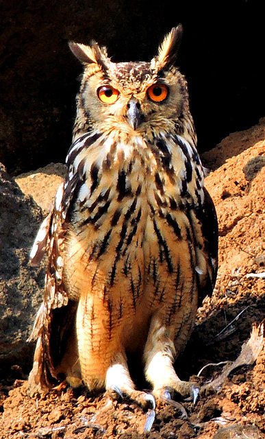 Indian eagle-owl (Bubo bengalensis) Photograph By Shantanu Kuveskar.jpg