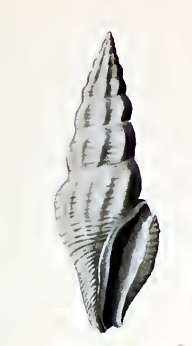 <i>Inquisitor flindersianus</i> Species of gastropod