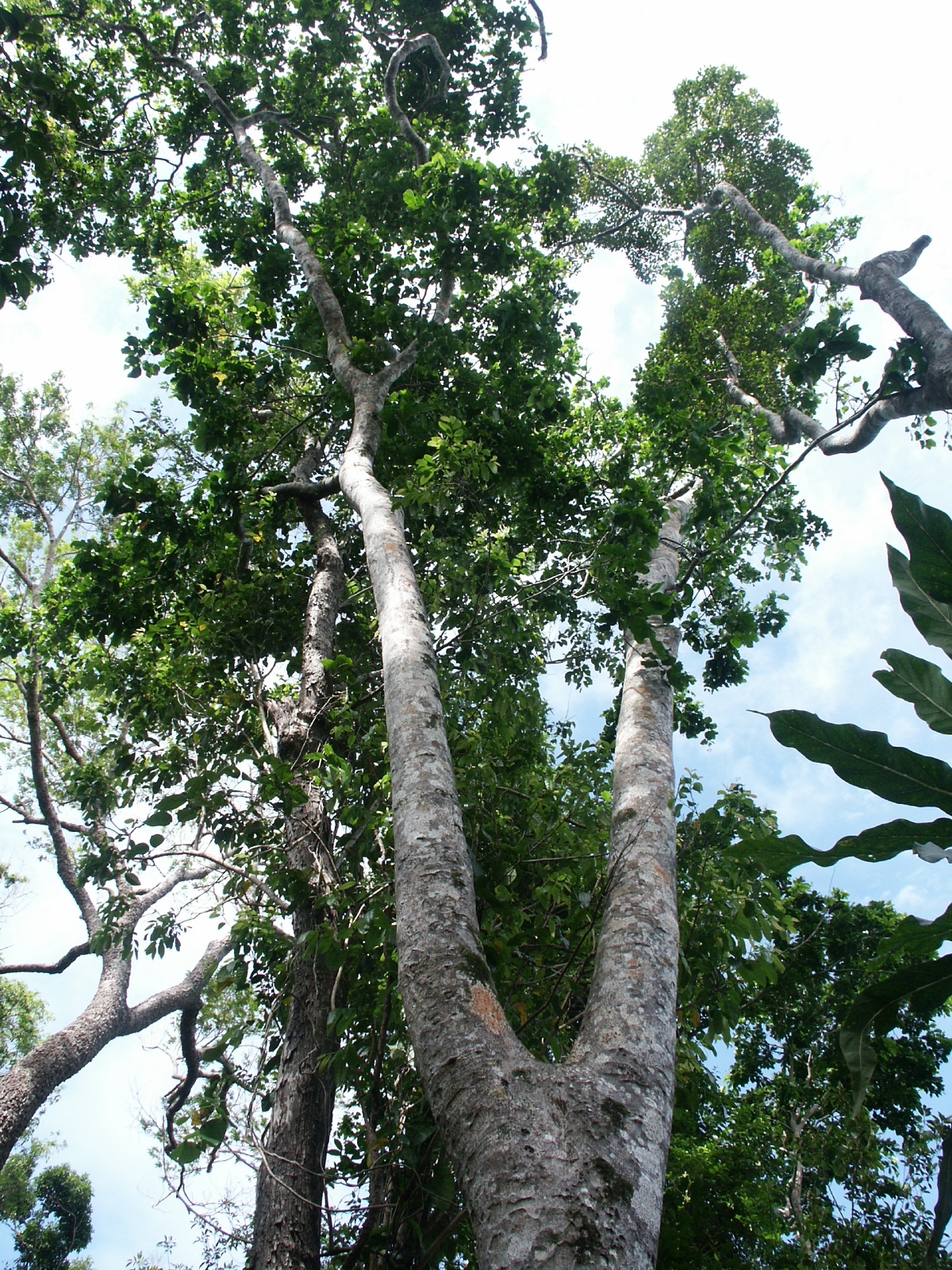 Pokok Merbau Ipil Wikipedia Bahasa Melayu Ensiklopedia Bebas