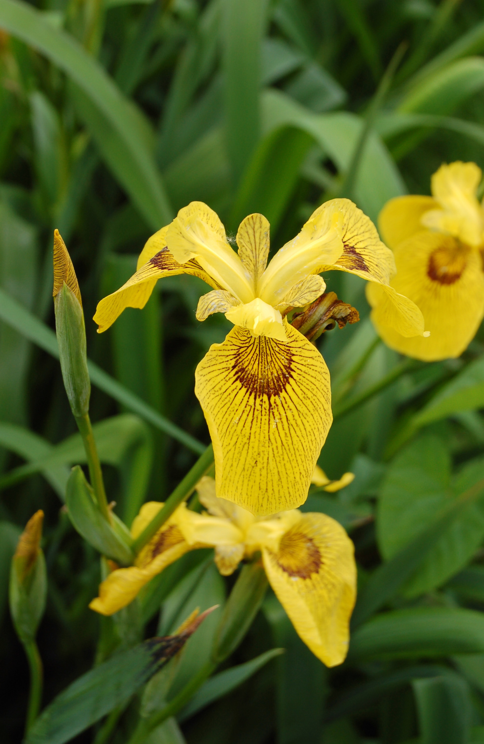 Iris sp (2944490616).jpg