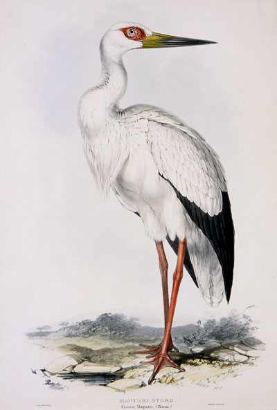 File:Lear MaguariStork.jpg