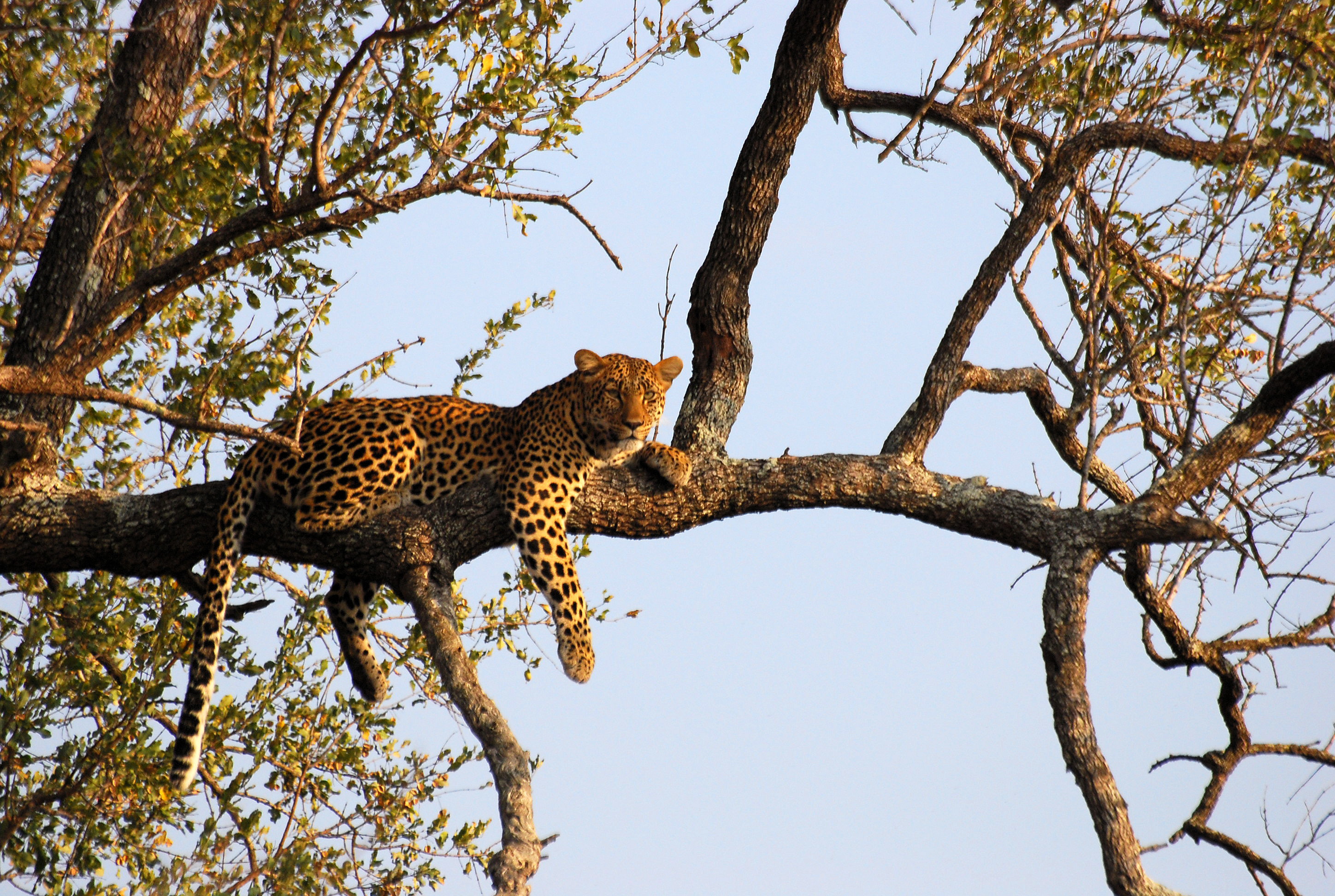 [Image: Leopard_on_tree.JPG]