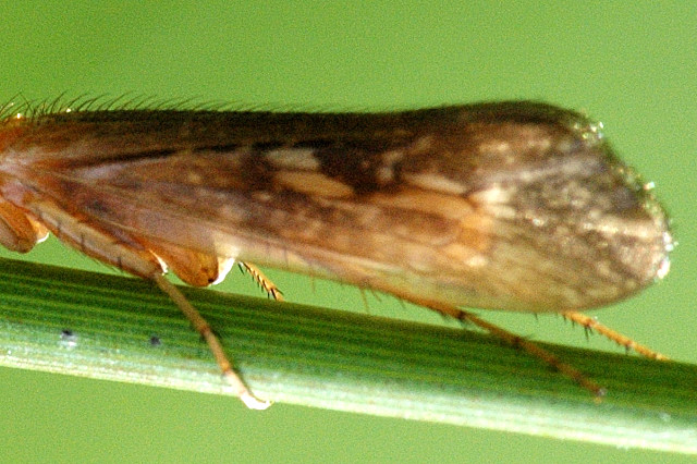 File:Limnephilus.lunatus.wing.detail.jpg