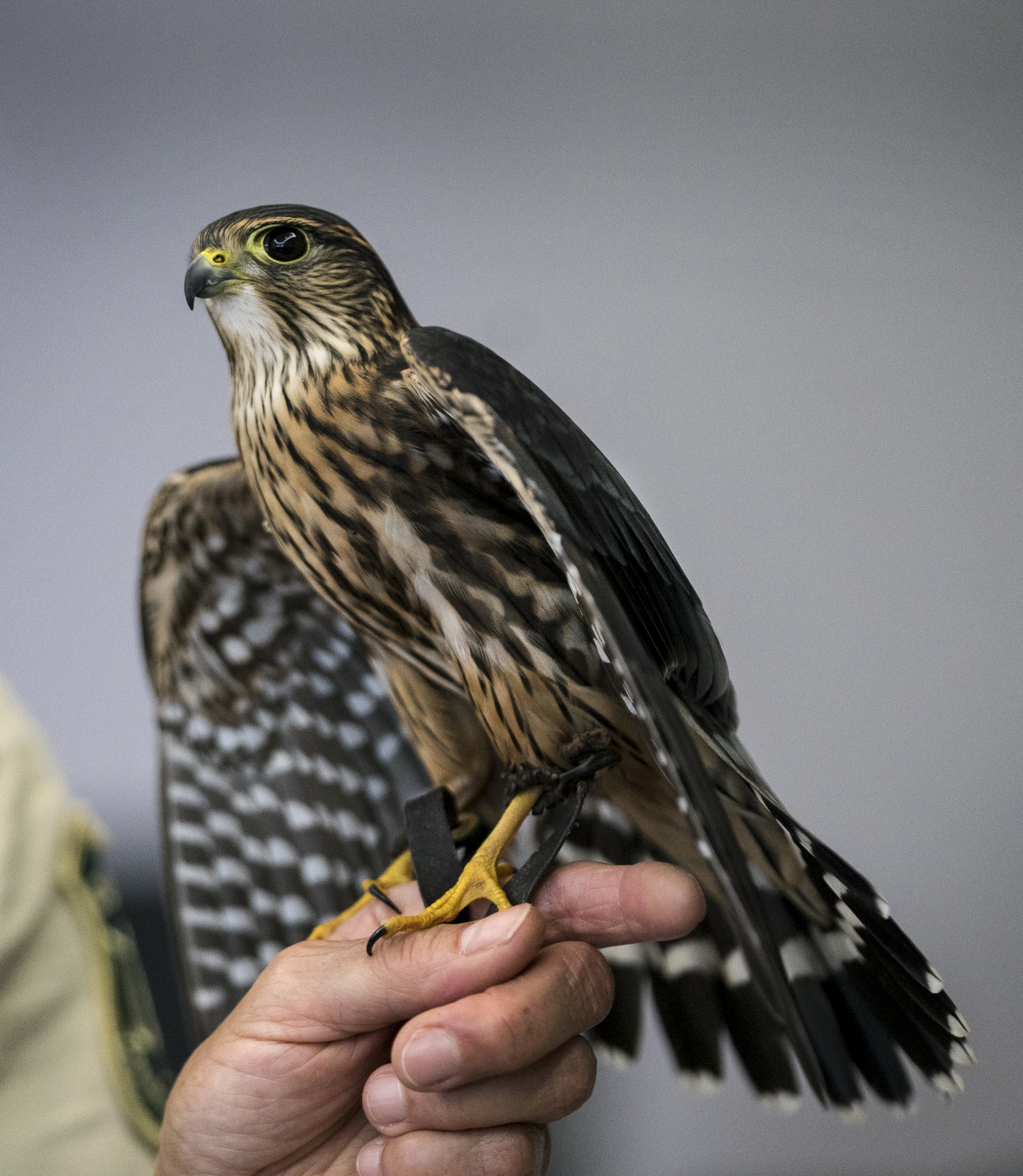 Merlin bird. Дербник в полете.