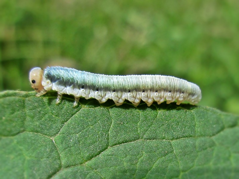 File:Monostegia abdominalis (Monostegia), Elst (Gld), the Netherlands.jpg