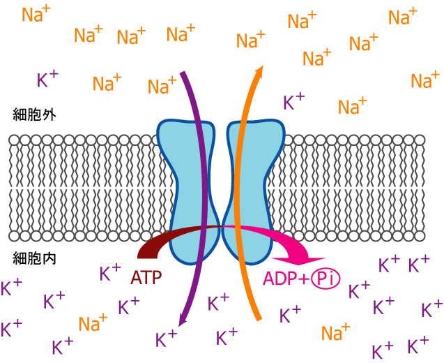 File:NKpump.jpg