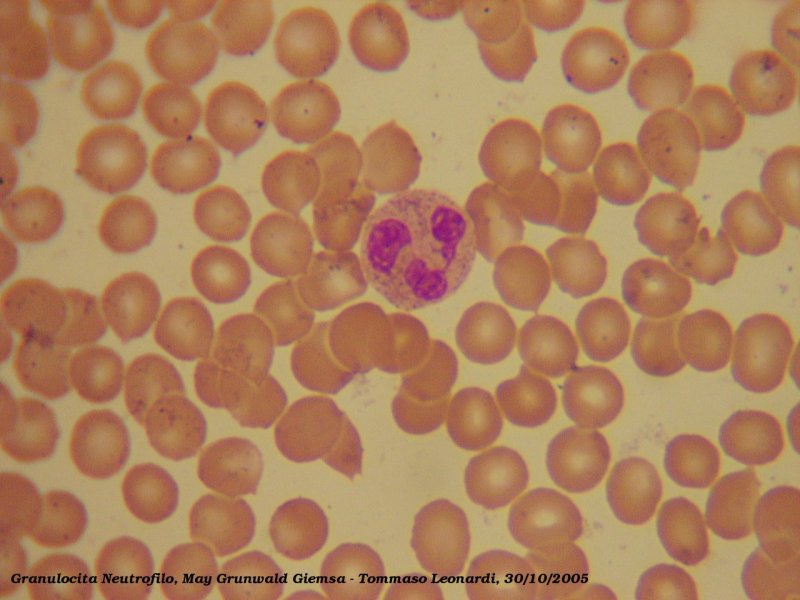 File:Neutrophil.jpg