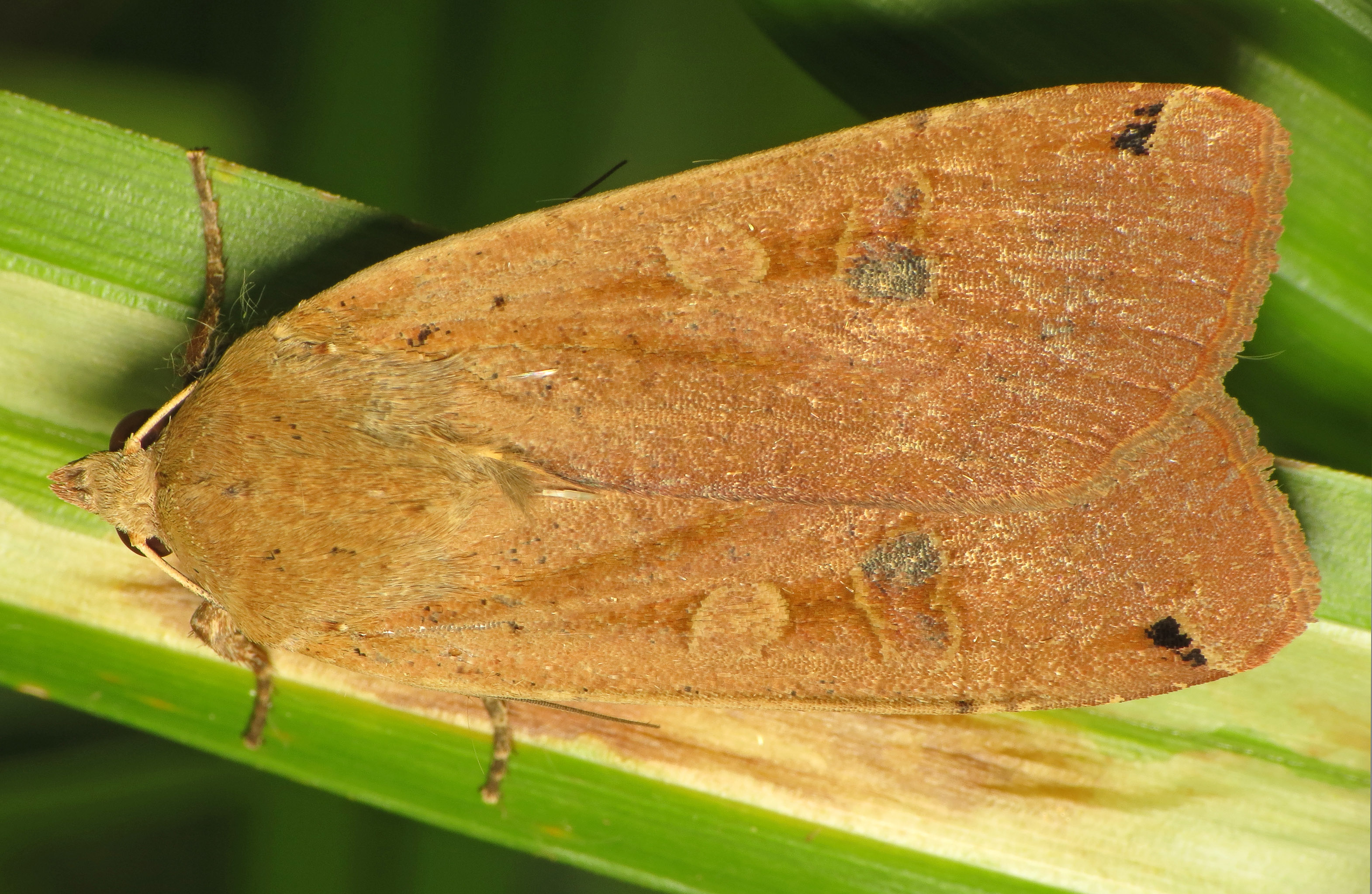 Noctua pronuba (20455690886).jpg