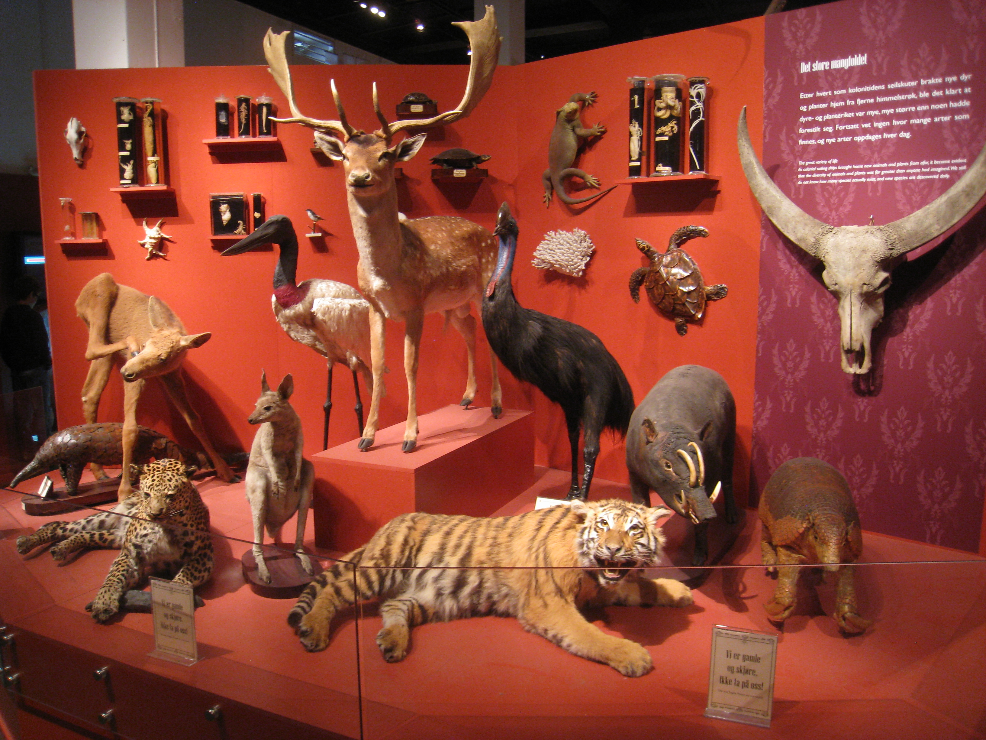 Zoological specimen - Wikipedia
