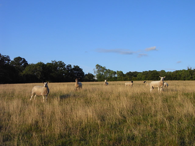 File:Pasture, Aldermaston - geograph.org.uk - 1560597.jpg