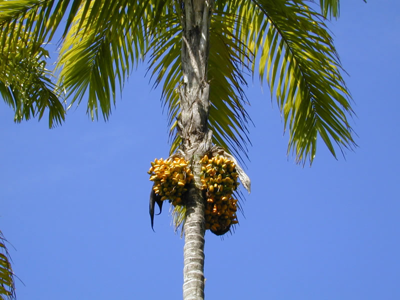 Date palm - Wikipedia