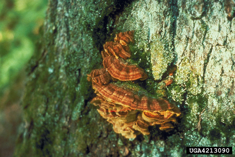 File:Red heart of pine fruiting bodies.jpg