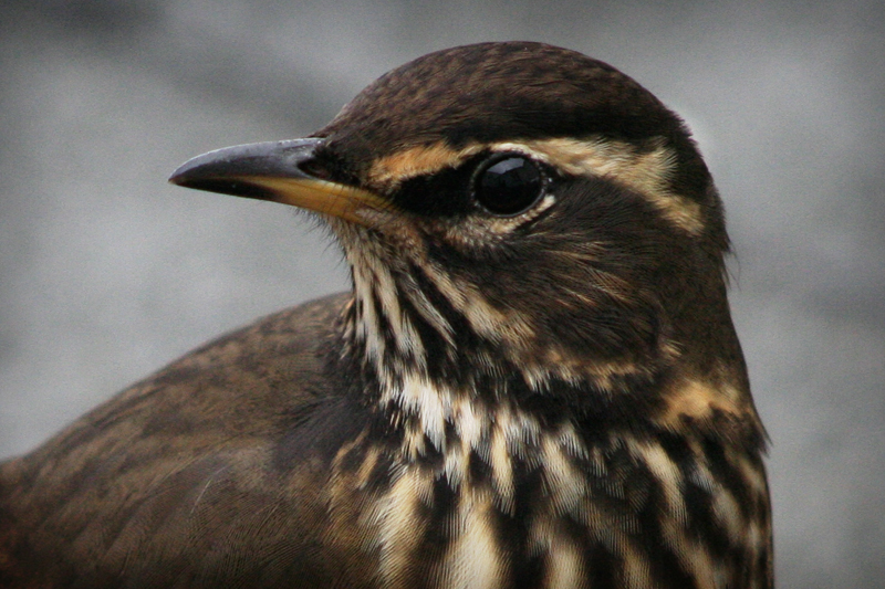 File:Redwing.jpg