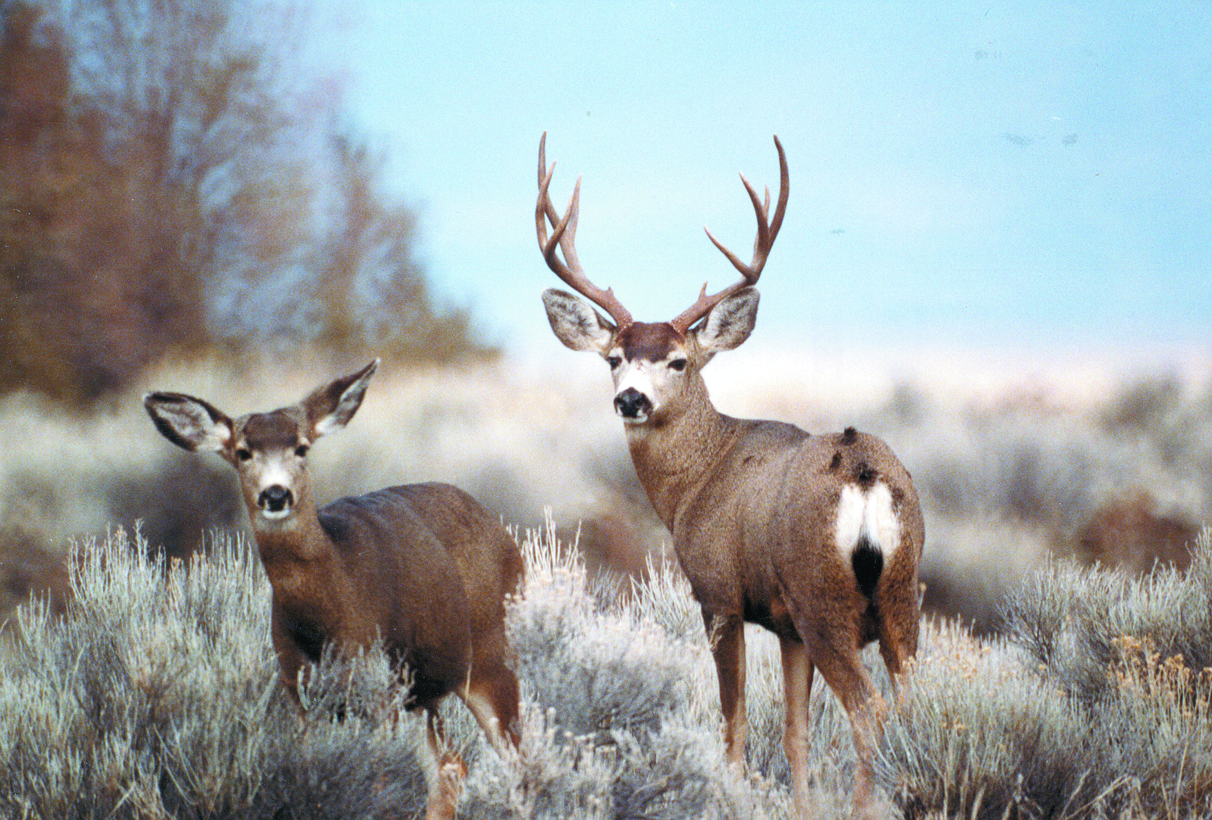 Rocky Mountain mule deer doe and buck (20471585031).jpg. 