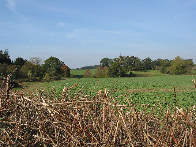 File:Root crop off Kites Nest Lane, Bulley - geograph.org.uk - 591273.jpg