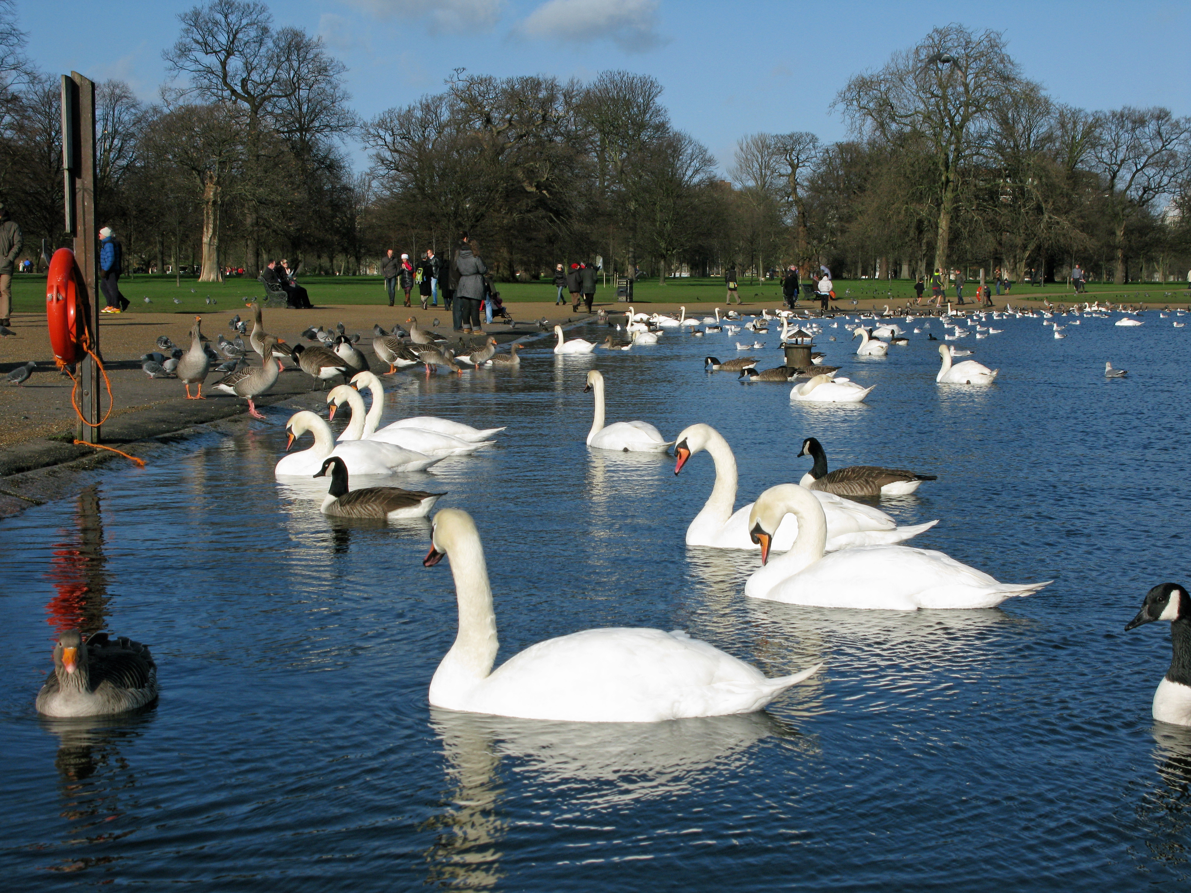 Round Pond (London)