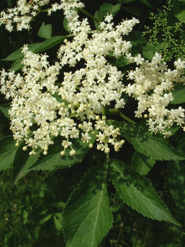 Filesambucus Nigra1jpg Wikimedia Commons