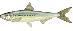 Сардины тихоокеанские (Sardinops sagax), здесь подвид Sardinops sagax caeruleus.