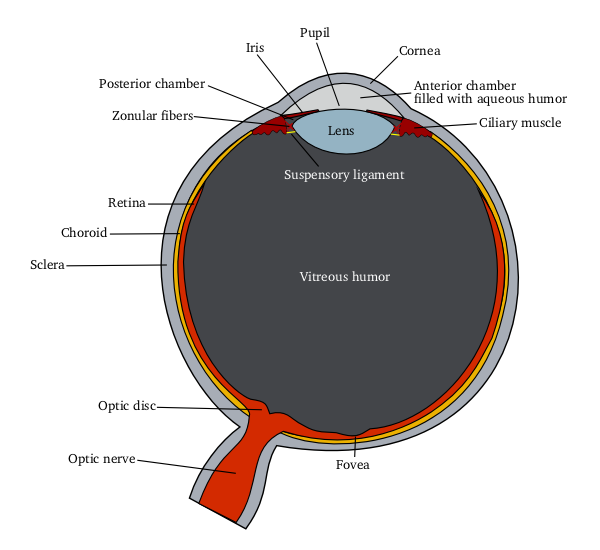File:Schematic diagram of the human eye.png