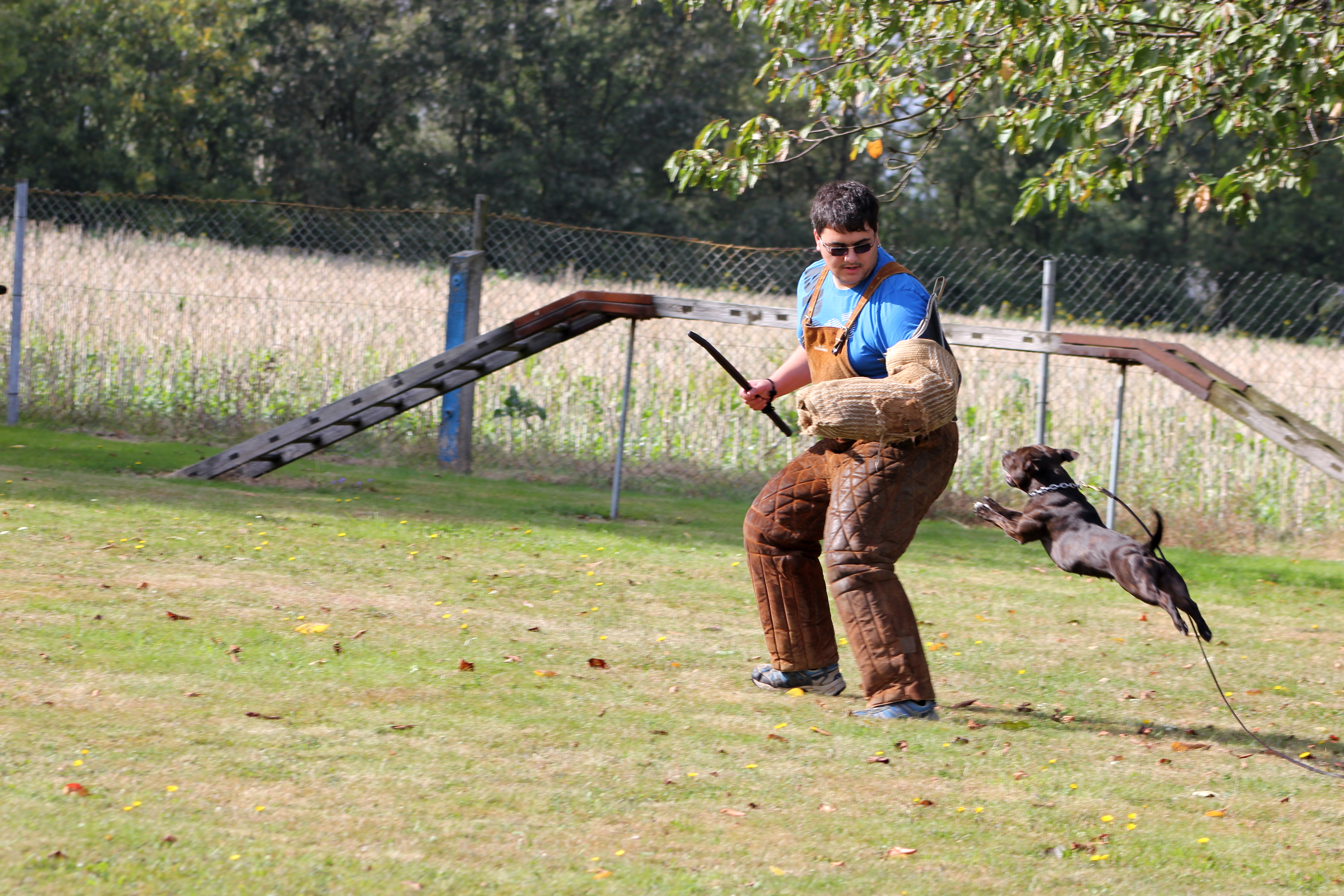 staffordshire bull terrier protection training