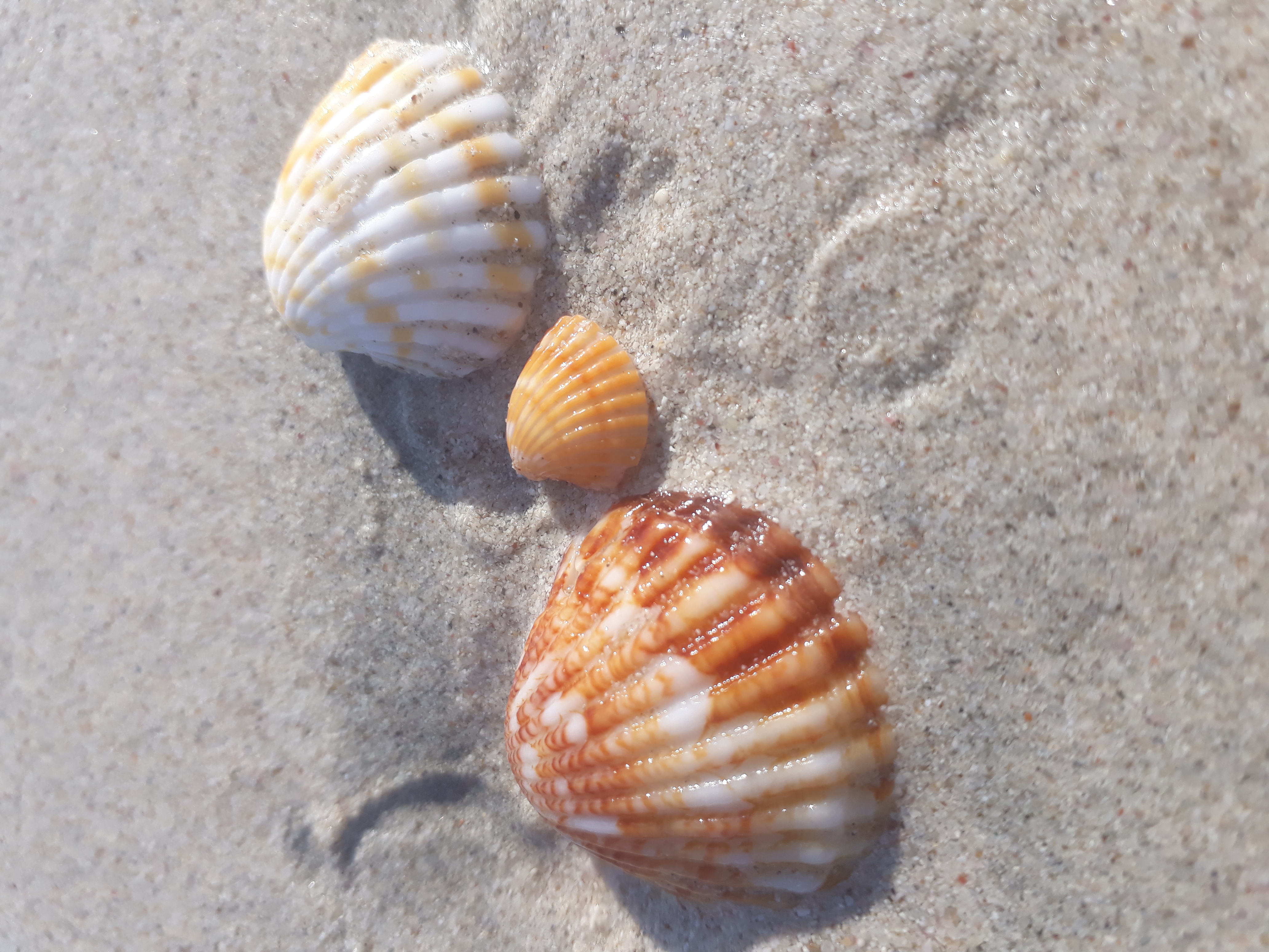 Shallow Seashells. Scallops Dome. Welsh Sea Shells in Gower фото.