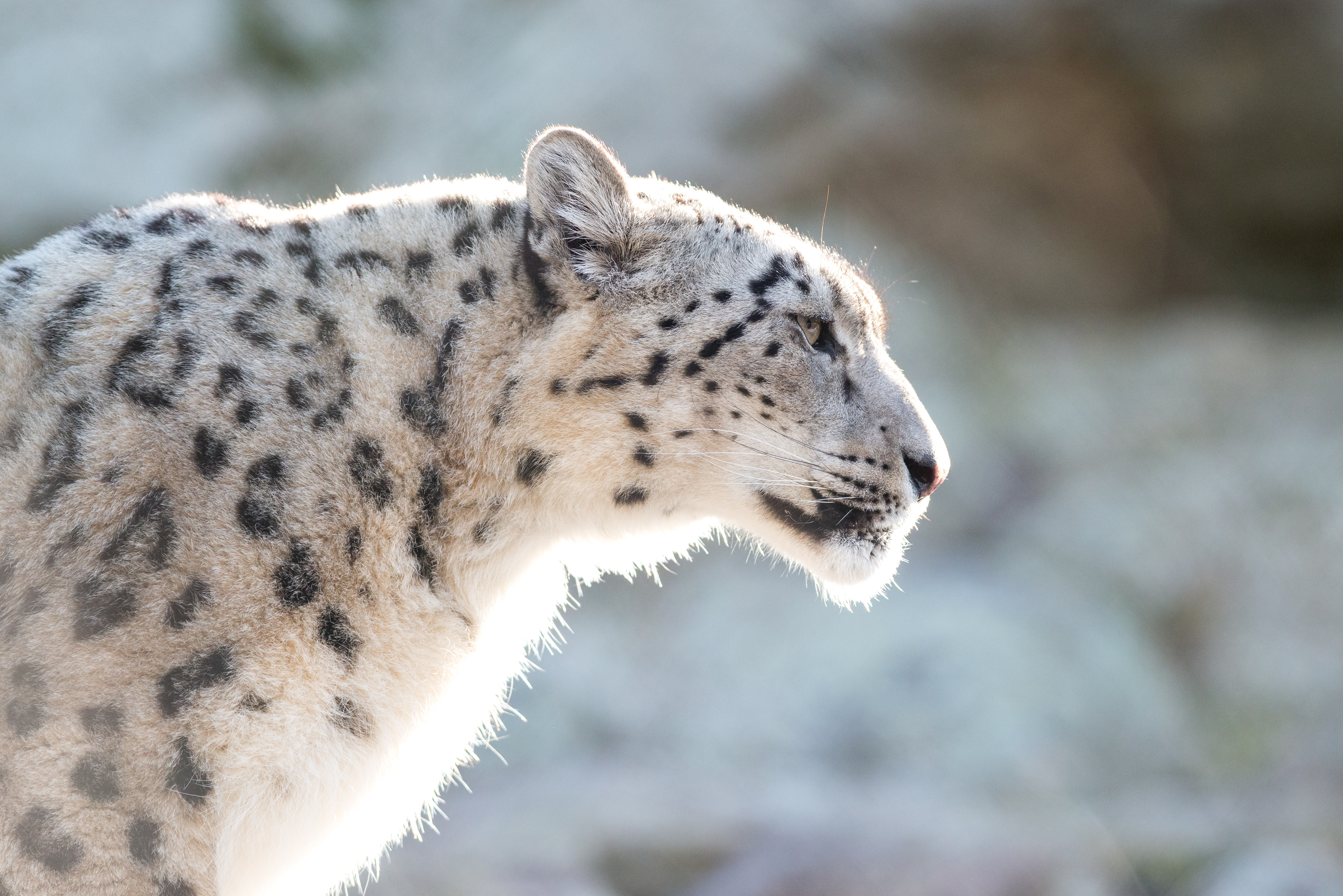 snow leopard profile